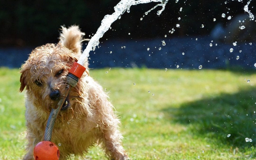 3 Ways to Help Your Pet Beat the Heat