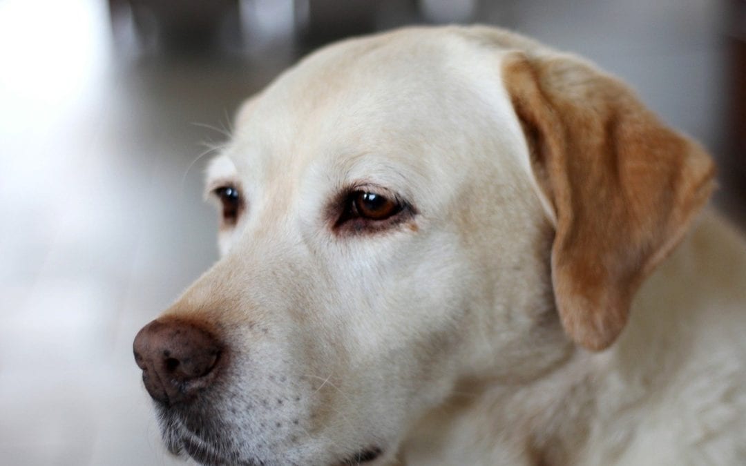 Does Your Pet Have Cognitive Dysfunction?