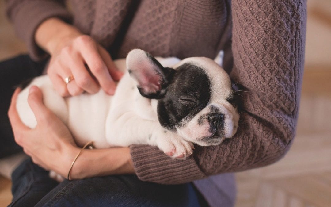 How to Prevent Your Pet From Developing Separation Anxiety