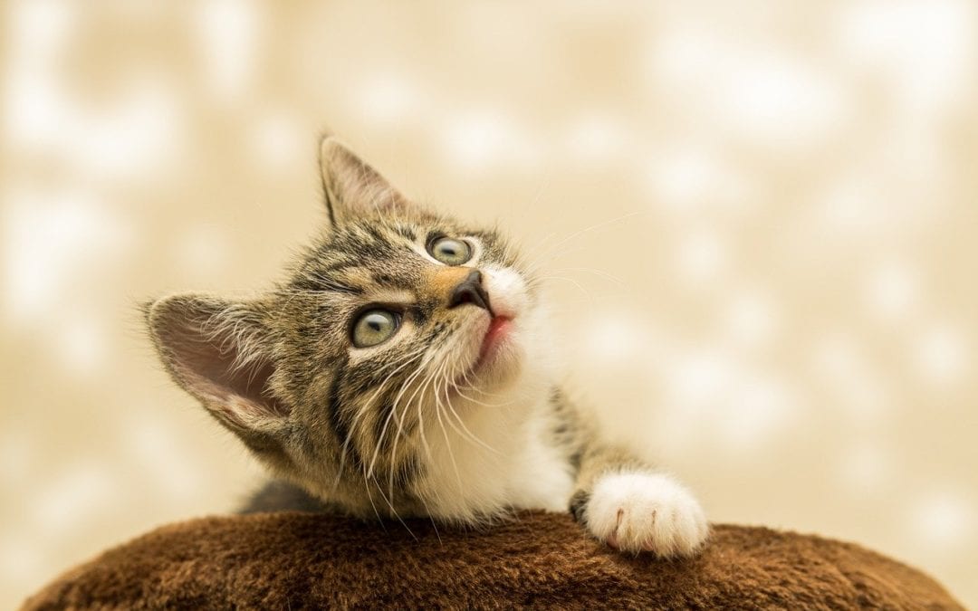 How to Introduce Your New Cat to Your Current Cat