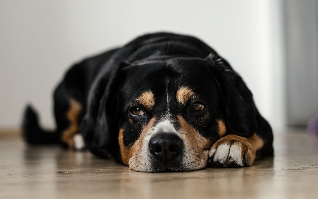 What To Do If My Pet Is Experiencing Diarrhea and Vomiting