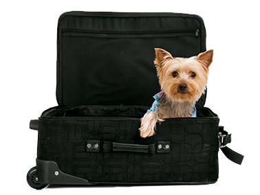 Pet Travel Health Certificates Paws of Pleasanton Animal Hospital