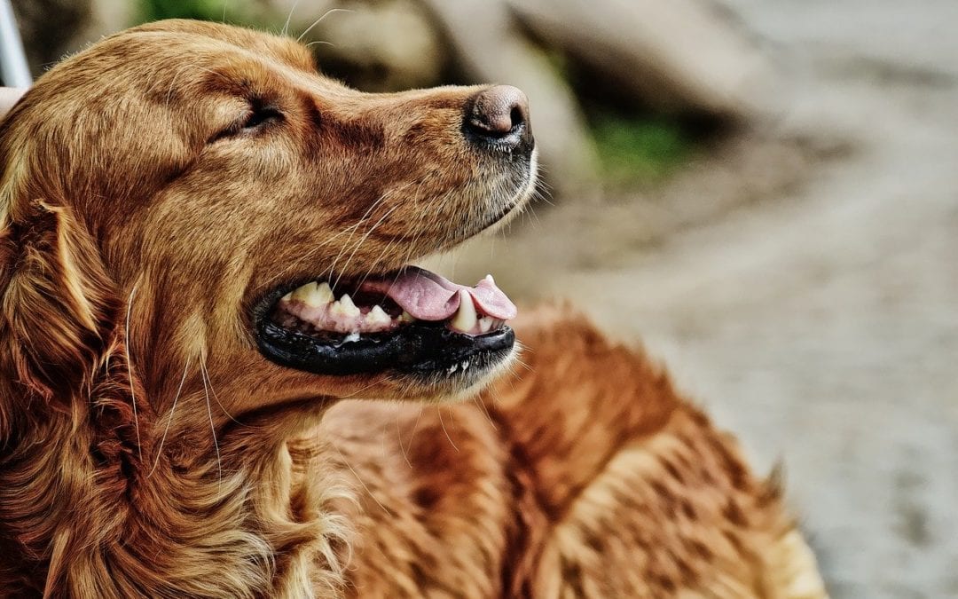 Commonly Used Anesthetic Equipment for Your Pet