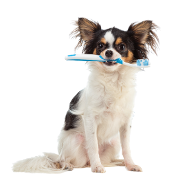 Emergency Veterinary Hospital icons (1)
