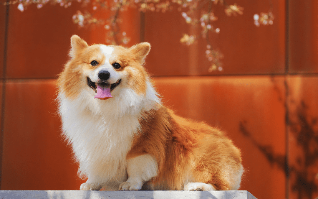 Pet Appreciation Week: 5 Easy Ways to Spoil Your Pet