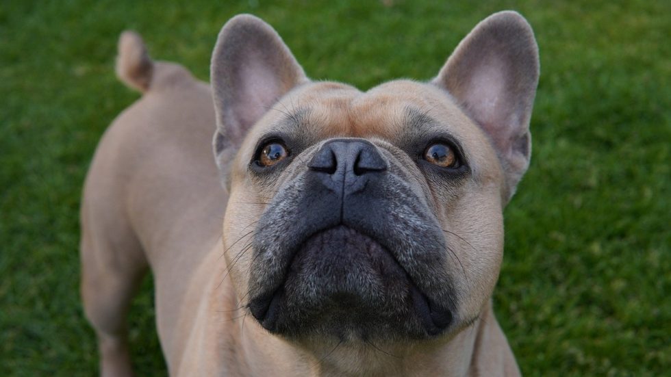 How to Prevent Heatstroke in Your Pet Paws of Pleasanton