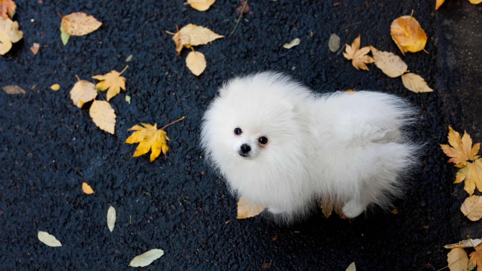 dog fall bg 5