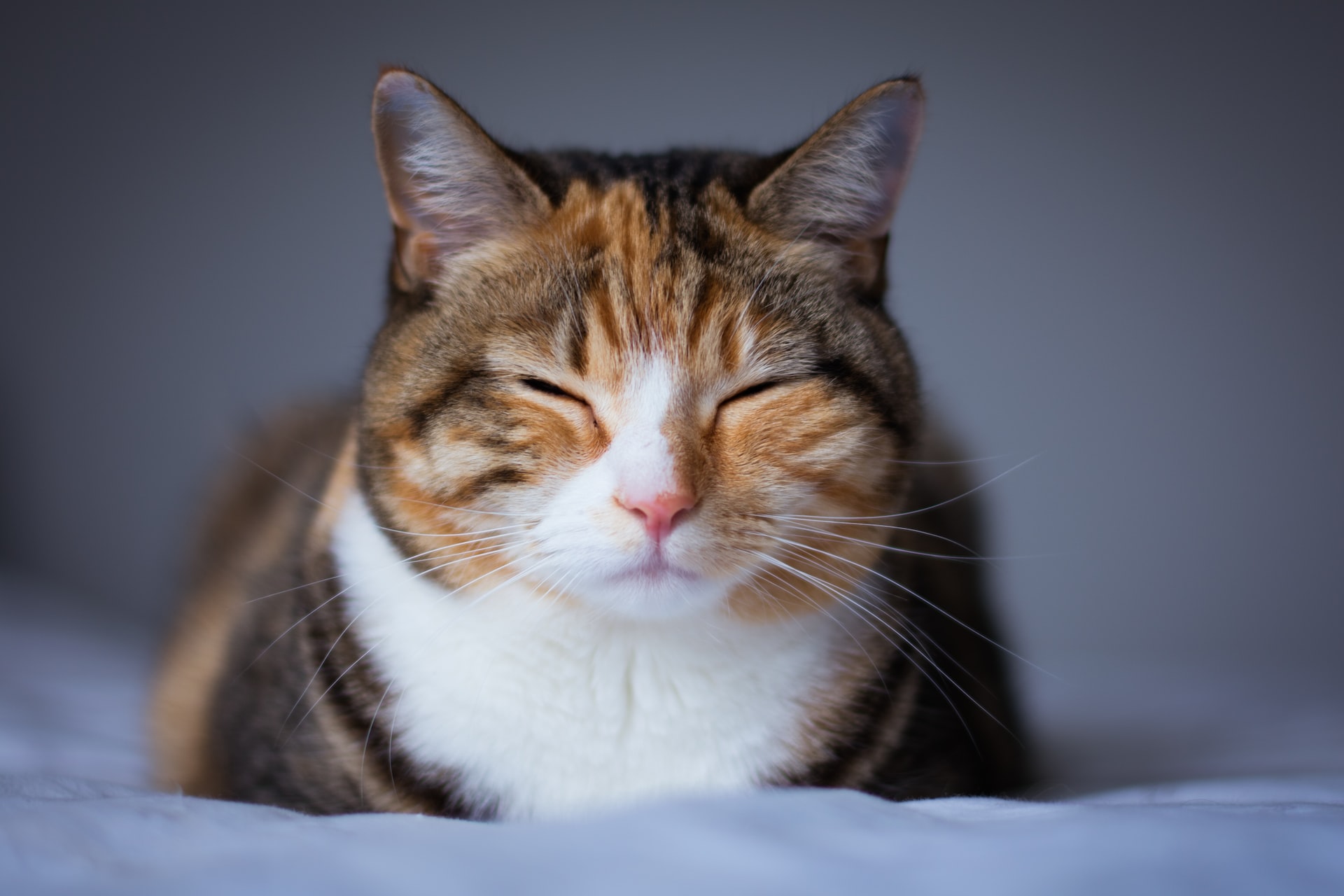 Paws of Pleasanton Animal Hospital cover