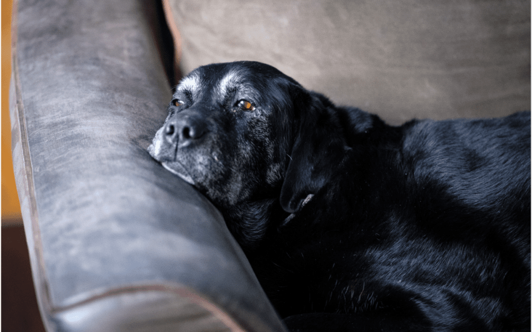 Ways to Prepare for the Passing of Your Pet